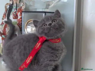 British Shorthair cats Only British shorthair Blue girl left - Advert 17