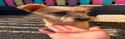 Mixed Breed dogs for adoption: Henry - In Ayr Looking for a home  - Advert 2