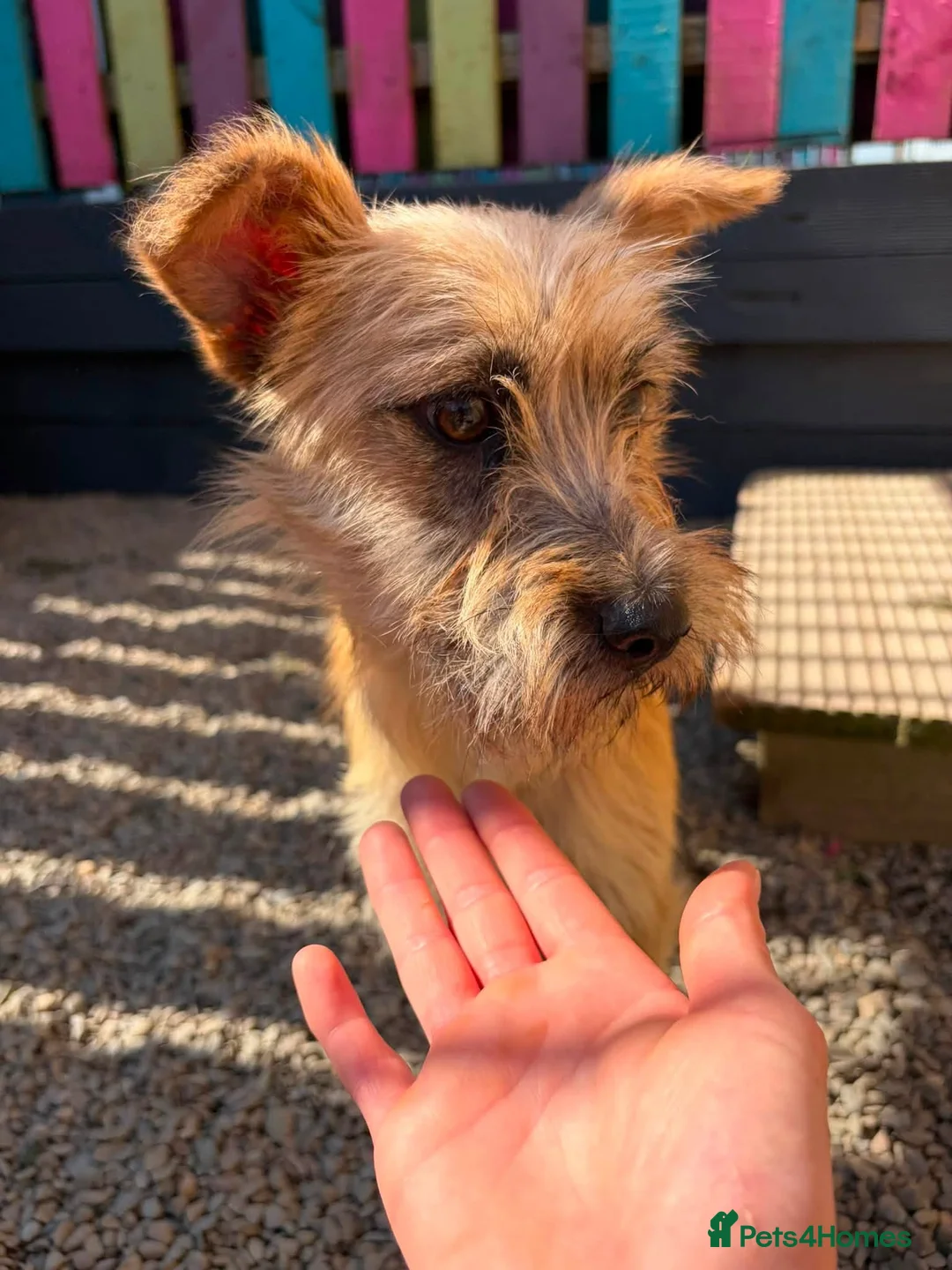 Mixed Breed dogs for adoption: Henry - In Ayr Looking for a home  - Advert 2