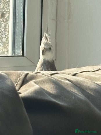 Cockatiels birds - Advert 8