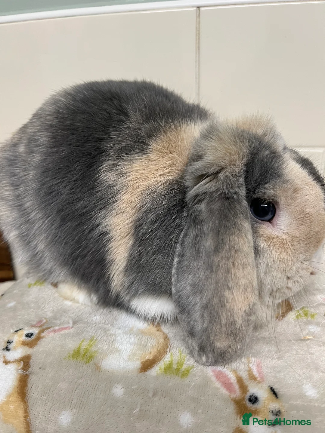 Mini Lop rabbits for sale: 3 ADULT BUNNIES LOOKING FOR NEW HOMES  - Advert 6