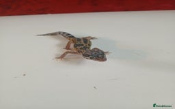 Leopard Gecko reptiles for sale: Baby leopard geckos for sale  - Image 6