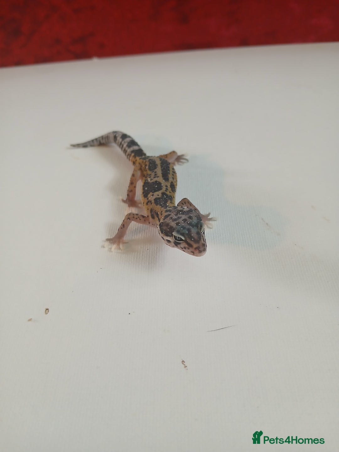 Leopard Gecko reptiles for sale: Baby leopard geckos for sale  - Image 6
