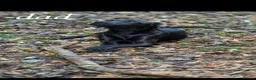 Mixed Breed dogs for sale: Springer Spaniel x Patterdale Puppies in Ilkeston - Advert 15