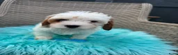 Cavapoo dogs for sale:  2 Beautiful Cavapoo Boys  - Advert 4