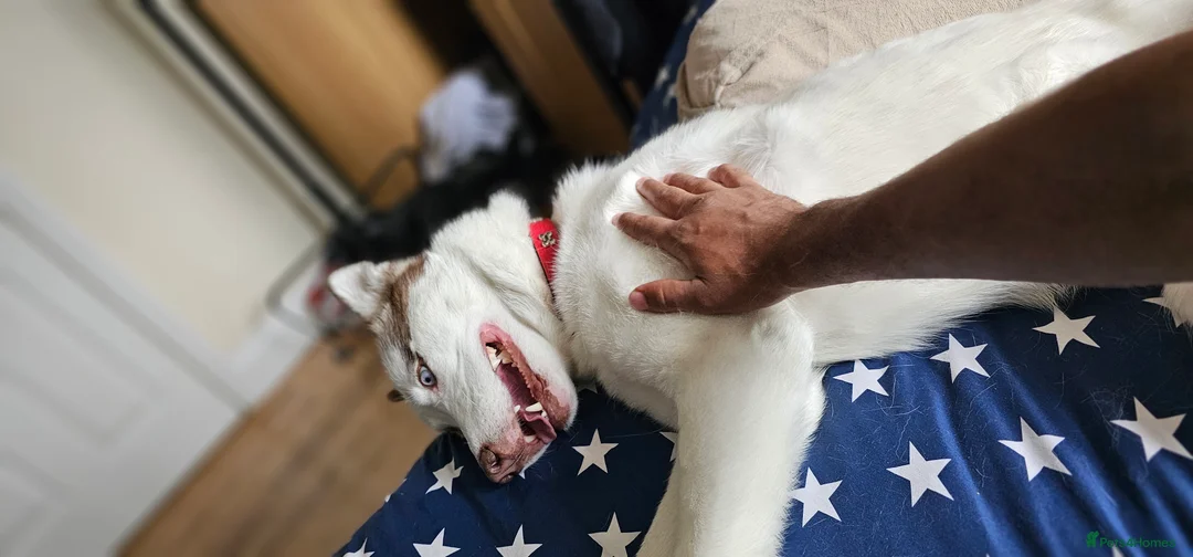 Siberian Husky dogs for sale: Her name is Elara - Advert 3