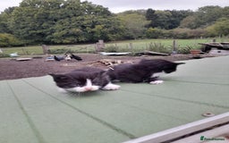 Aegean cats for sale: Agean x Kittens for sale - Image 19