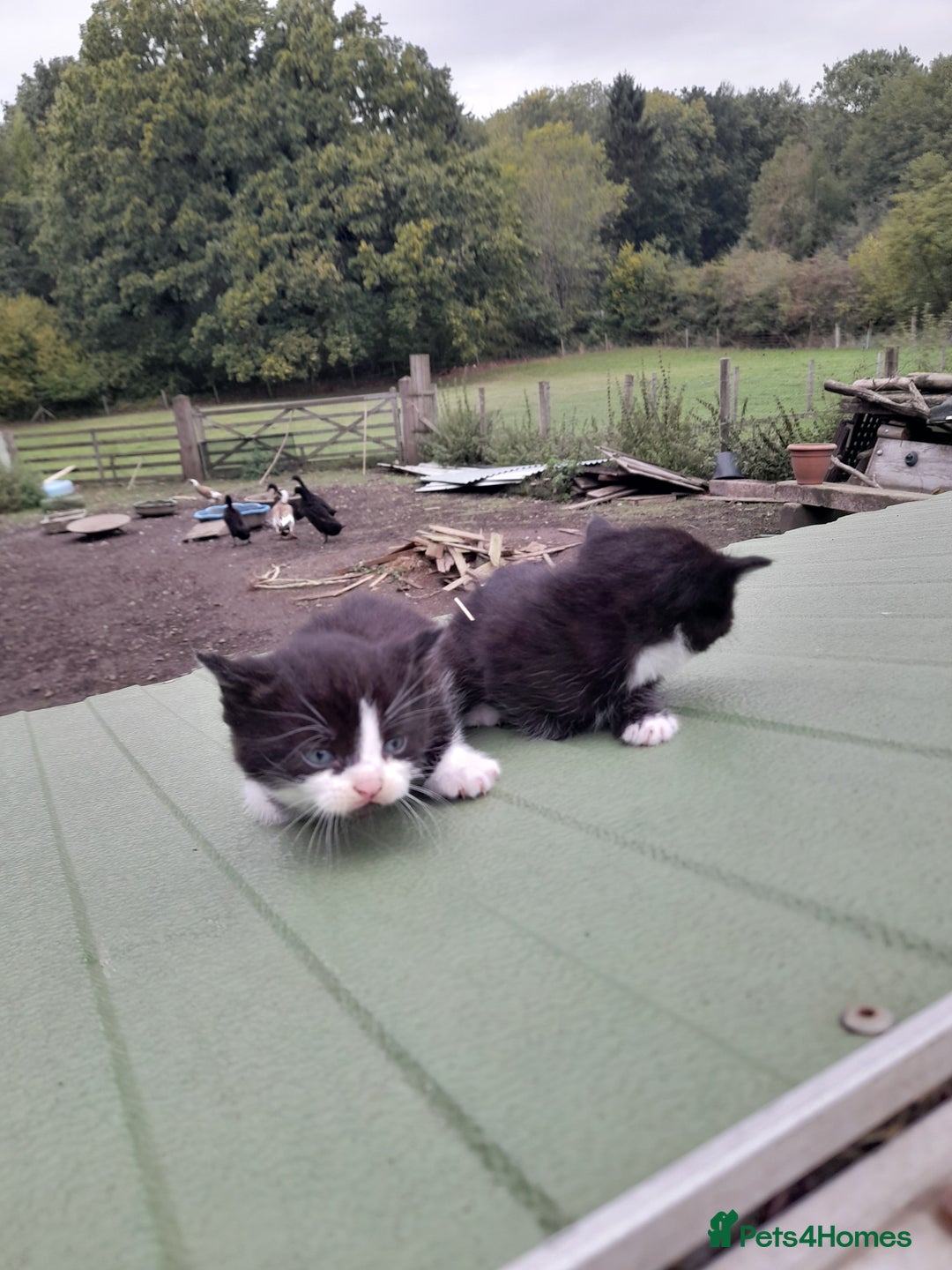 Aegean cats for sale: Agean x Kittens for sale - Image 19