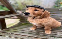 Golden Retriever dogs for stud: Handsome, Proven Fully health tested   DNA clear  - Advert 9