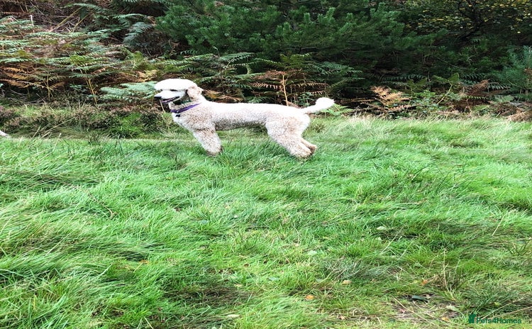 Cavapoo dogs - Advert 1