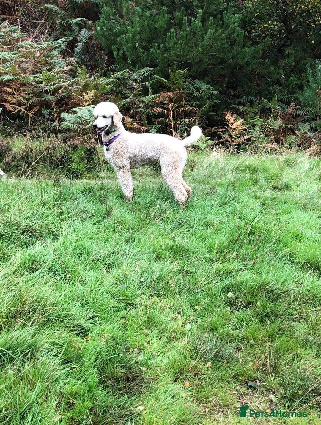 Cavapoo dogs for sale: Pups coming soon (F1) - Image 1