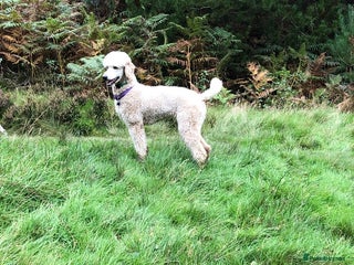 Cavapoo dogs - Advert 4