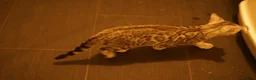 Bengal cats for sale: 2 boy Bengal kittens for sale  - Advert 5