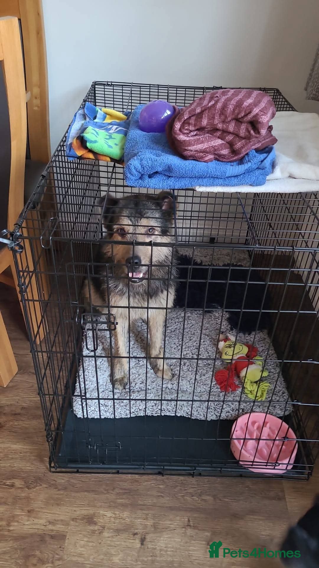 Mixed Breed dogs for adoption: Meet Alfie, currently residing in Buckinghamshire  - Advert 5