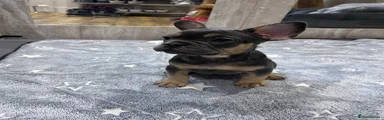 French Bulldog Puppy 1
