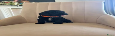 Cockapoo 3