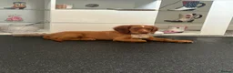 Cocker Spaniel dogs for sale: Cocker spaniel puppies  in Poole - Advert 3