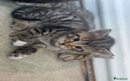 Mixed Breed cats for sale: Kittens for sale - Image 3