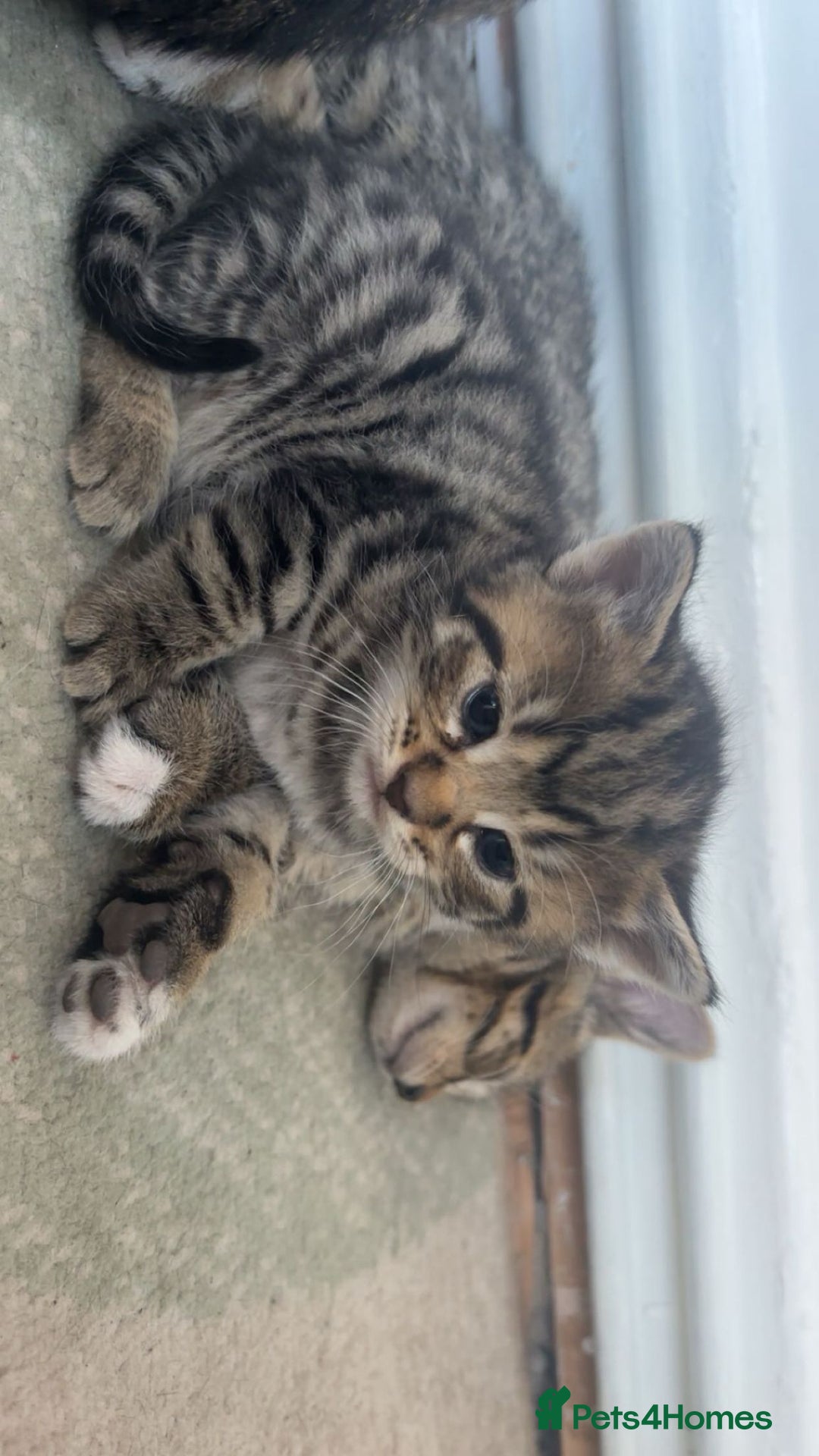 Mixed Breed cats for sale: Kittens for sale - Image 3