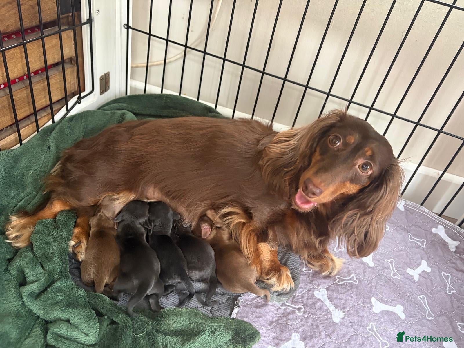 Miniature Dachshund dogs for sale: Kc registered long haired miniature dachshund pups - Advert 13