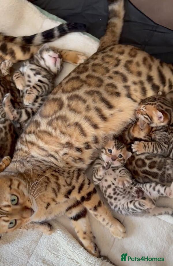 Bengal cats for sale: Clean, Healthy-Looking, and Charming Bengal Kitten - Advert 4