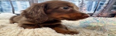 Miniature Dachshund Puppy 4