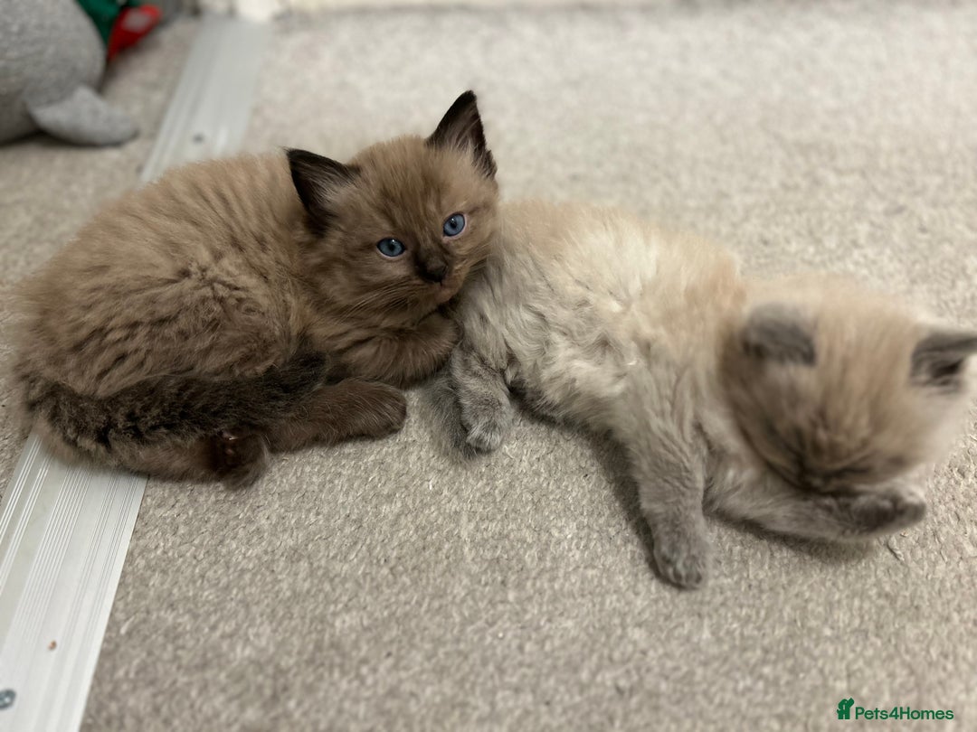 Ragdoll cats for sale: Ragdoll Kittens  - Advert 16