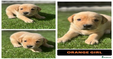 Labrador Retriever dogs - Advert 7