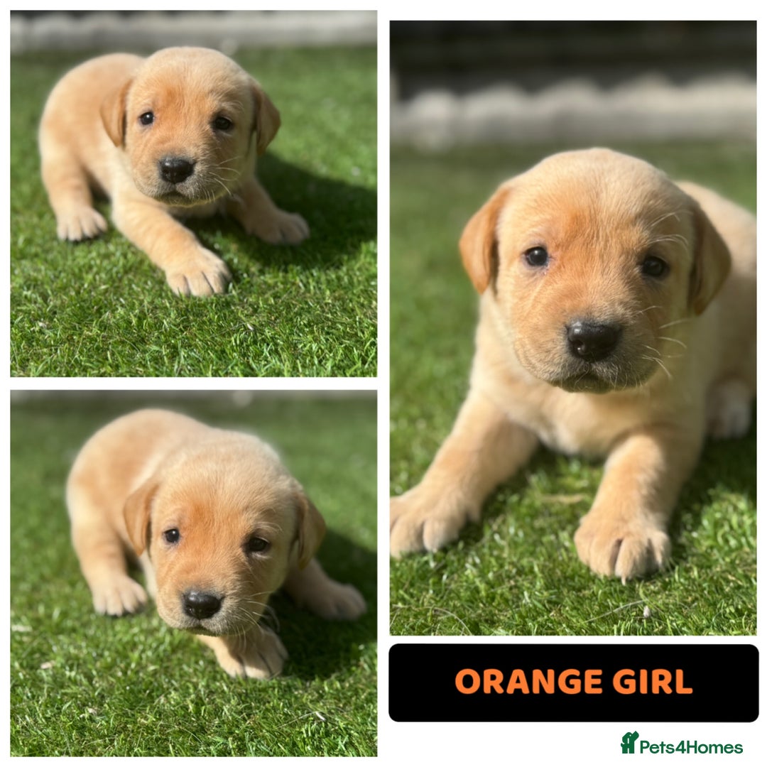 Labrador Retriever dogs for sale: Beautiful top kc line Labrador puppy’s  - Image 2