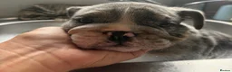 English Bulldog dogs for sale: English bulldog litter  in Atherstone - Advert 5