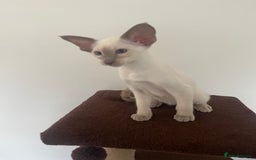 Siamese cats for sale: Gorgeous New Style Siamese Kittens - Image 18