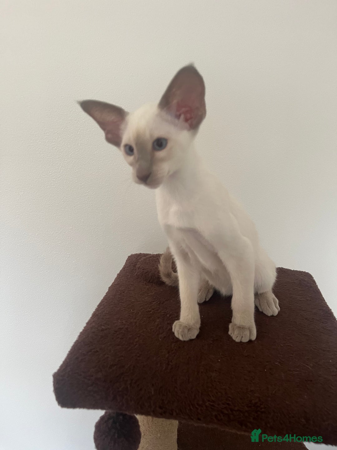 Siamese cats for sale: Gorgeous New Style Siamese Kittens - Image 18