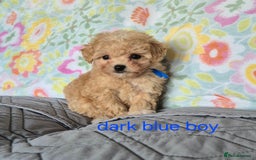 Maltipoo dogs for sale: F1 Maltipoo puppies 🐶 Just 2 girls remaining  - Advert 6