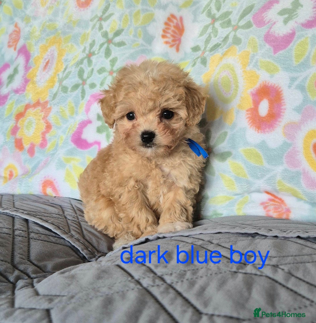 Maltipoo dogs for sale: F1 Maltipoo puppies 🐶 Just 2 girls remaining  - Advert 6