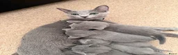 Russian Blue cats for sale: TICA Registered Russian Blue Kittens - Advert 16