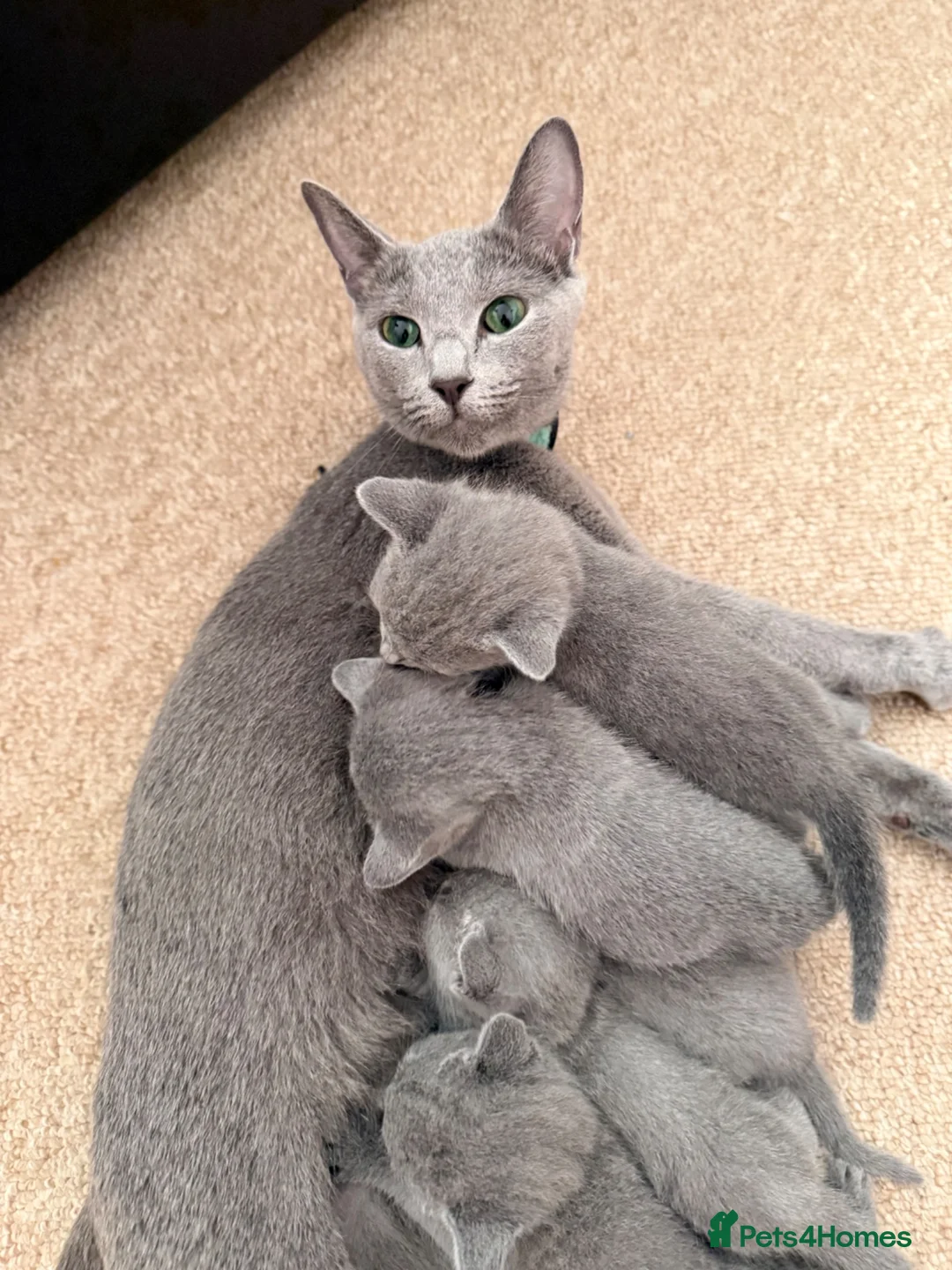 Russian Blue cats for sale: TICA Registered Russian Blue Kittens - Advert 16