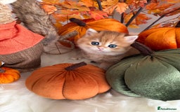 British Shorthair cats for sale: Golden British Shorthair  - Image 16