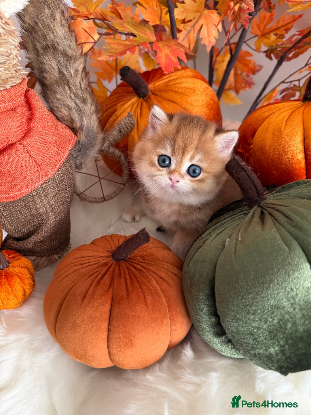 British Shorthair cats for sale: Golden British Shorthair  - Image 16