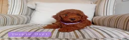 Mini Goldendoodle dogs for sale: Stunning Goldendoodle Puppies - Advert 7