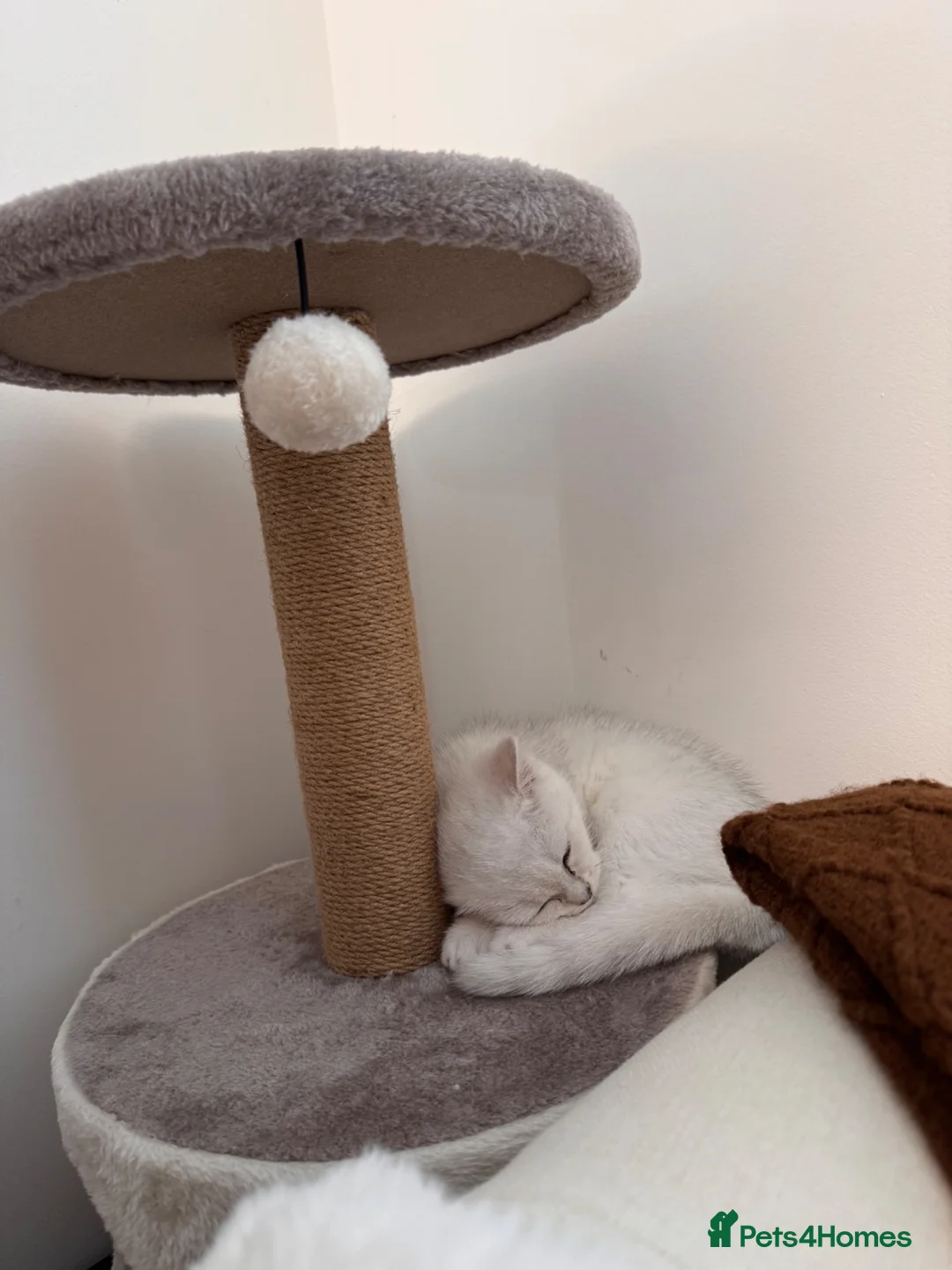 British Shorthair cats for sale: Female  - Advert 2