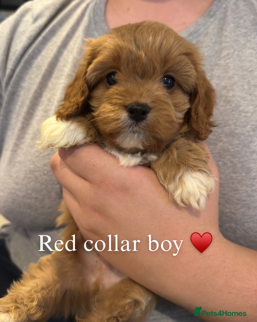 Cavapoo dogs for sale: F1 Cavapoo Puppies  - Advert 1