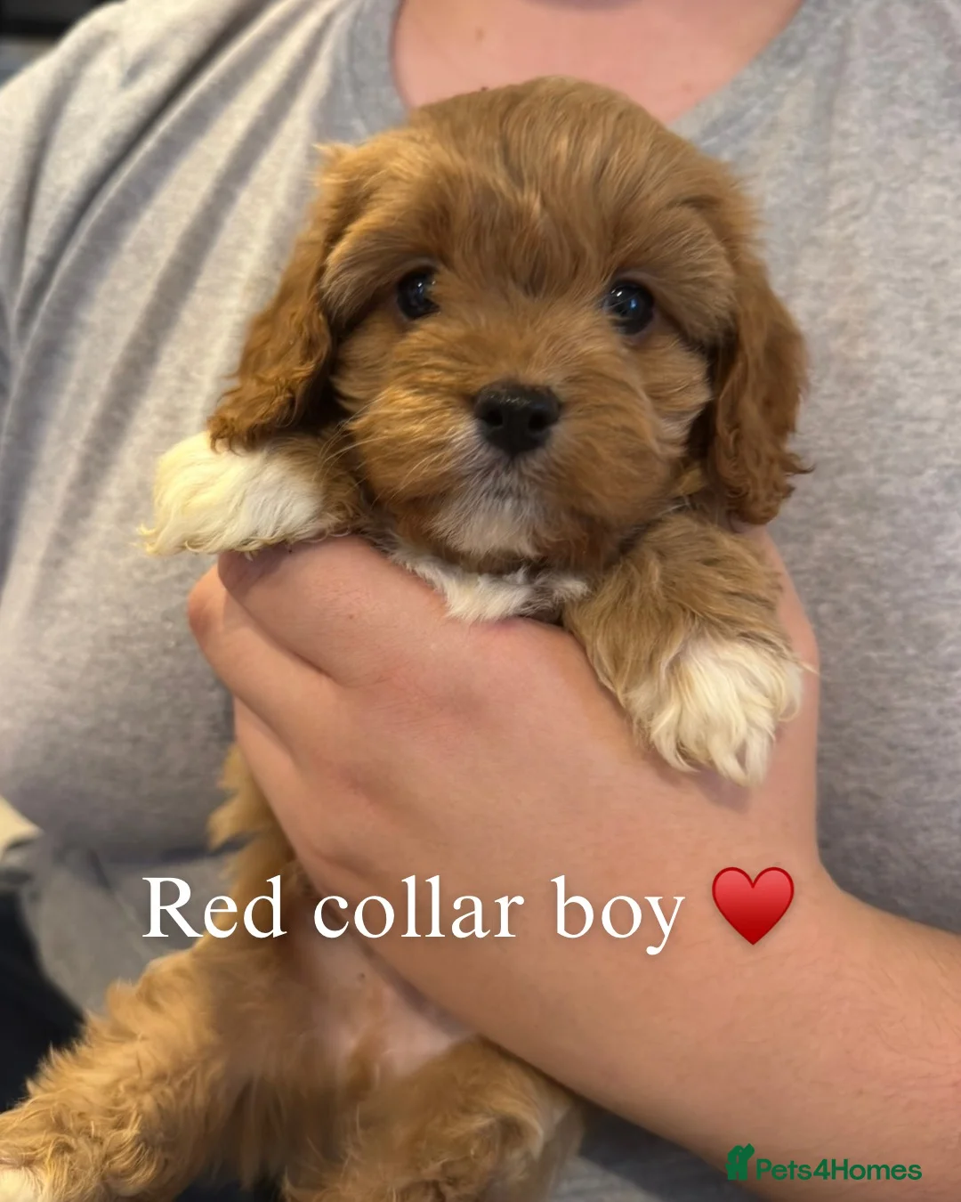Cavapoo dogs for sale: F1 Cavapoo Puppies  in Cambridge - Advert 1