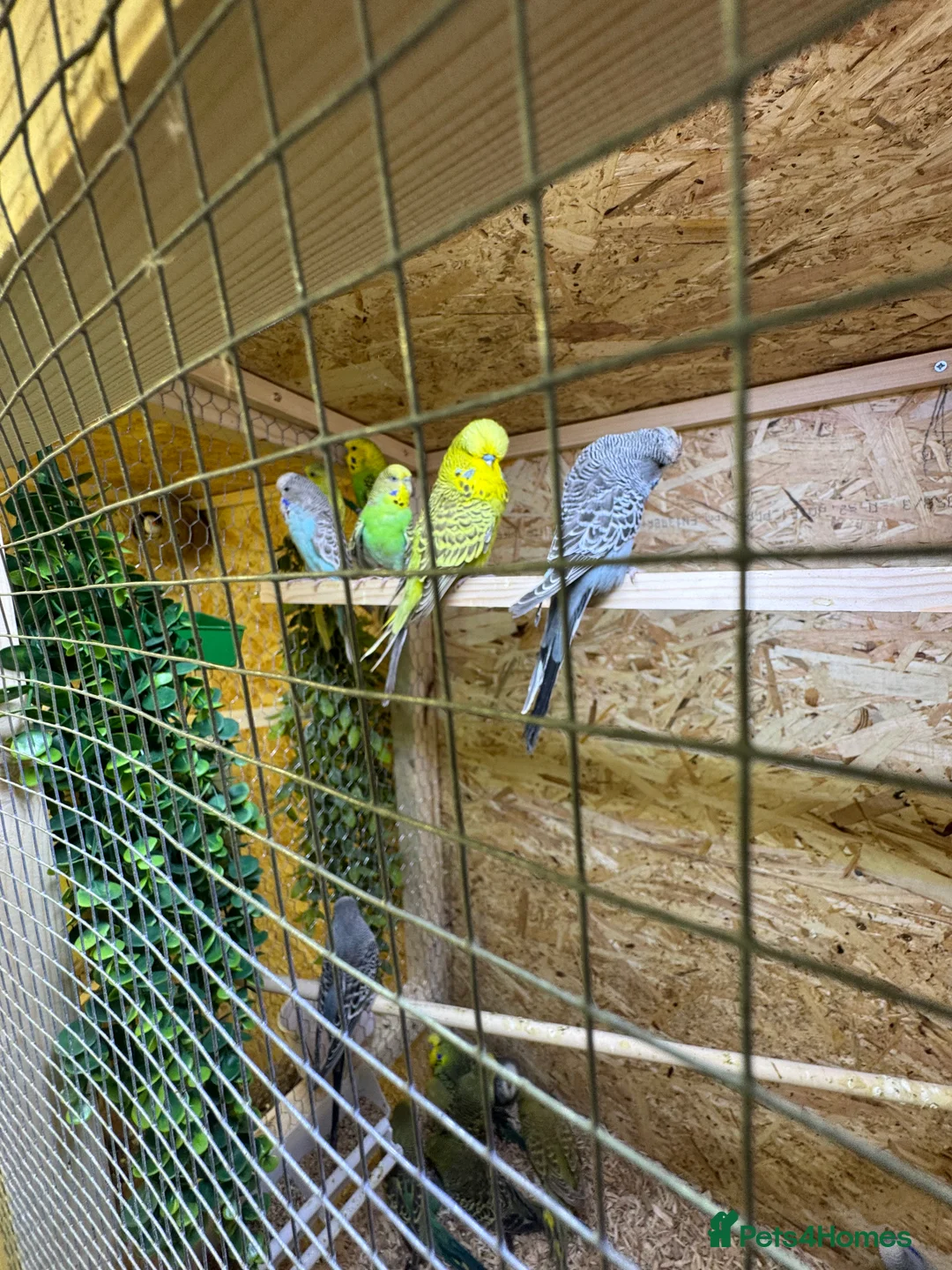 Canaries birds for sale: Birds for sale budgies, canaries ect  - Advert 2