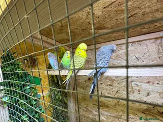 Canaries birds Birds for sale budgies, canaries ect - Advert 18
