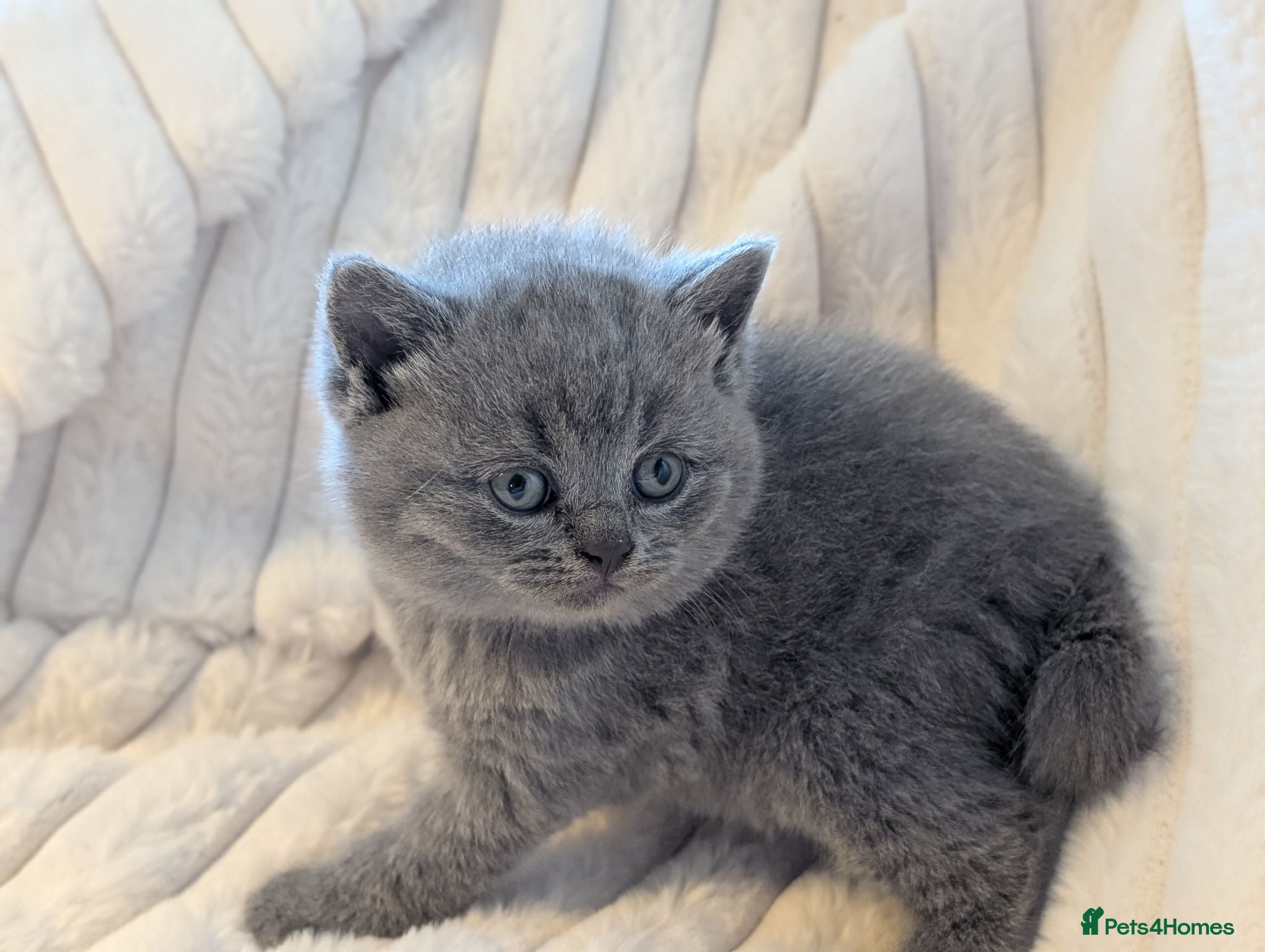 British Shorthair cats Beautiful Blue BSH GCCF registered kittens  - Advert 2