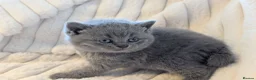 British Shorthair cats for sale: ❤️❤️Stunning GCCF Beautiful BSH kittens ❤️❤️  - Advert 27