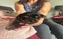 Yorkshire Terrier dogs for sale: Miniature Yorkshire Terrier Puppies  - Image 22