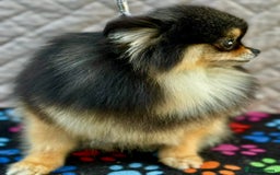 Pomeranian dogs for adoption: Tiny’s Story: A Fragile Soul Saved From the Edge - Image 2