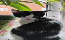 Mixed Breed cats for sale: 5 lovely kittens - Image 16
