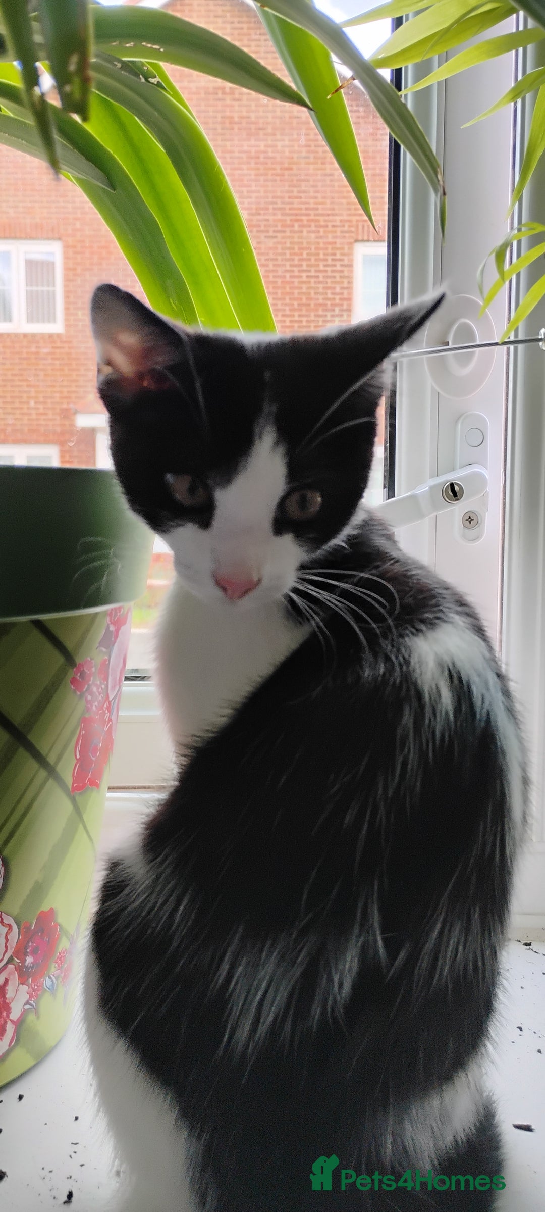Mixed Breed cats for sale: 5 lovely kittens - Image 16